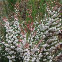 Erica mediterranea